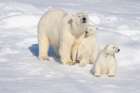 Norway, Svalbard. Polar bear mother and cubs on pack ice in Arctic Ocean. Coastal Print